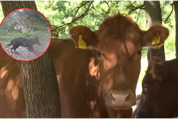 Vukovi u Lici ponovo napravili krvavi pir, stočari u šoku: 'Šteta je nekih 8-9 tisuća eura'