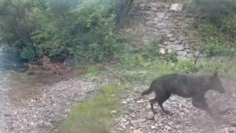 Malo stoke, a zvijeri sve više: Krave i stočari u šoku zbog napada vukova