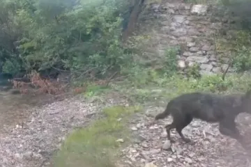 Malo stoke, a zvijeri sve više: Krave i stočari u šoku zbog napada vukova