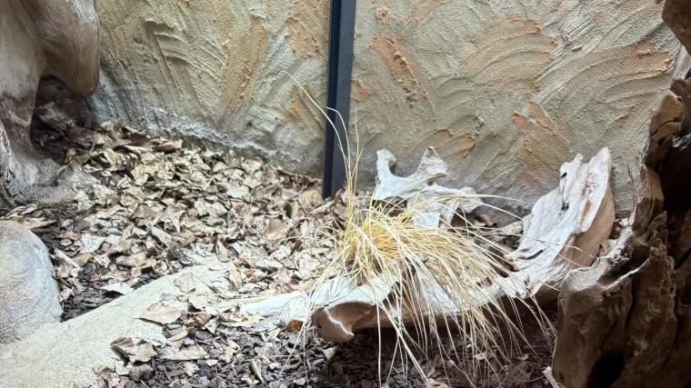 Ovaj izazov razbjesnio je mnoge: Ako vidite zmiju u roku od tri sekunde, imate savršenu moć opažanja