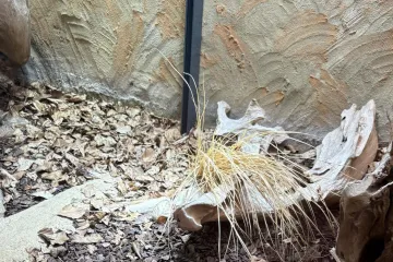 Ovaj izazov razbjesnio je mnoge: Ako vidite zmiju u roku od tri sekunde, imate savršenu moć opažanja