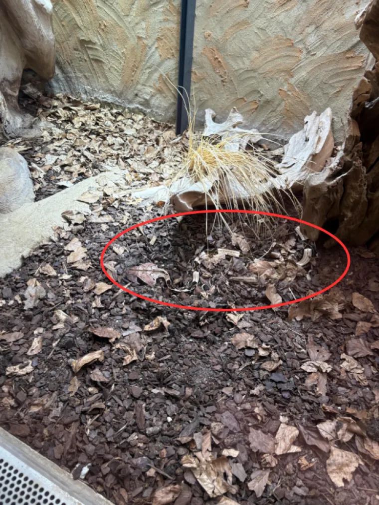 Ovaj izazov razbjesnio je mnoge: Ako vidite zmiju u roku od tri sekunde, imate savršenu moć opažanja