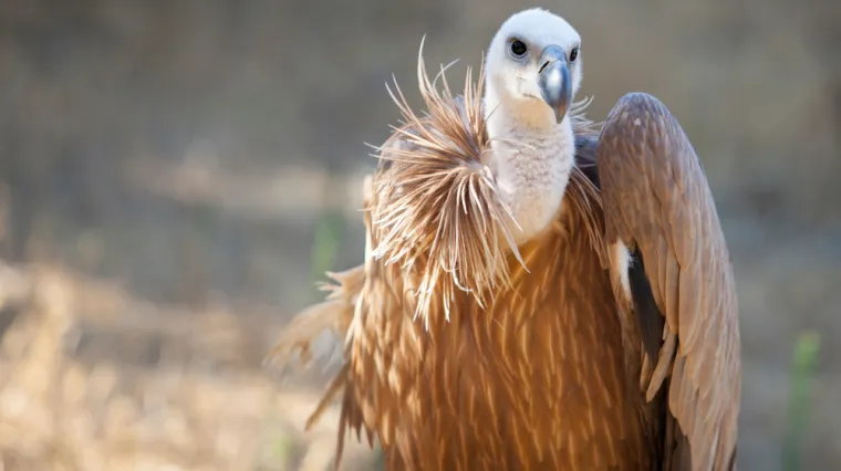 [KVIZ] Samo će pravi znalci imati sve točno na pitanjima o zaštićenim vrstama u RH
