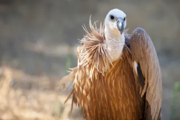 [KVIZ] Samo će pravi znalci imati sve točno na pitanjima o zaštićenim vrstama u RH