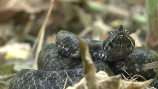 Ukrajinska obitelj nikad neće zaboraviti odmor na Hvaru: Djevojčici umalo amputirana noga