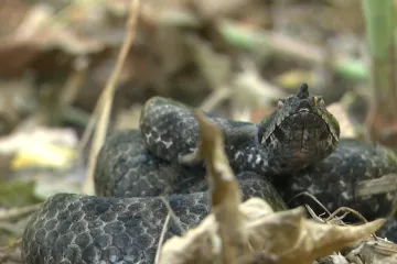 Ukrajinska obitelj nikad neće zaboraviti odmor na Hvaru: Djevojčici umalo amputirana noga