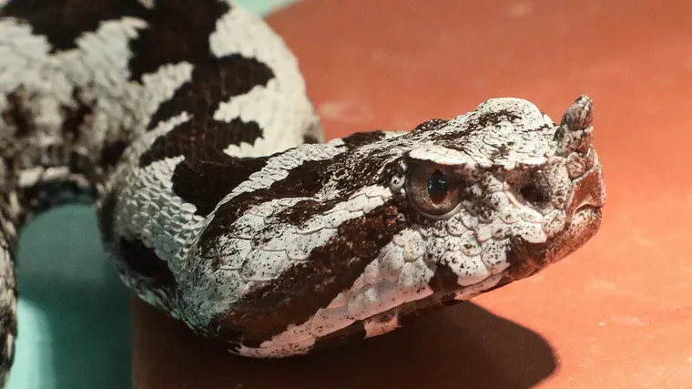 Odmor iz noćne more na Hvaru: Za ukrajinsku djevojčicu ugriz poskoka umalo bio koban