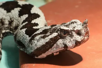 Odmor iz noćne more na Hvaru: Za ukrajinsku djevojčicu ugriz poskoka umalo bio koban