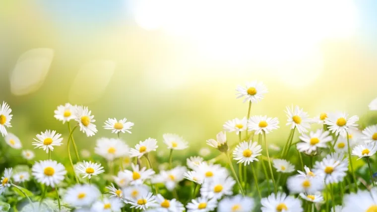 [KVIZ] Koliko znaš o livadnim biljkama koje rastu u Hrvatskoj?