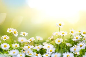 [KVIZ] Koliko znaš o livadnim biljkama koje rastu u Hrvatskoj?