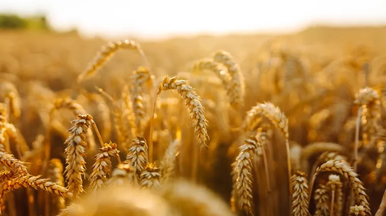 [KVIZ] Kakvo je tvoje znanje o žitaricama?