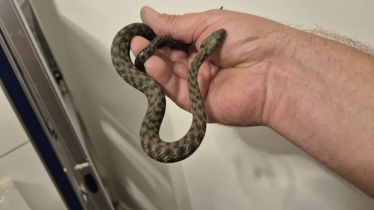 Zmija ušla Zagrepčaninu u auto pa misteriozno nestala: Idući dan stigao nevjerojatan obrat