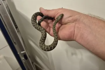 Zmija ušla Zagrepčaninu u auto pa misteriozno nestala: Idući dan stigao nevjerojatan obrat