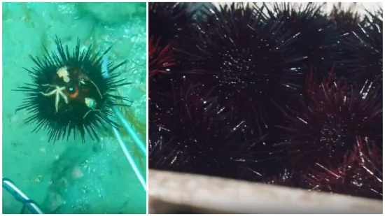 Direkt razbio mit: Jesu li ježinci stvarno znak čistog mora ili ste cijeli život živjeli u zabludi