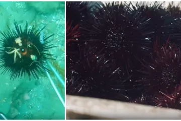 Direkt razbio mit: Jesu li ježinci stvarno znak čistog mora ili ste cijeli život živjeli u zabludi