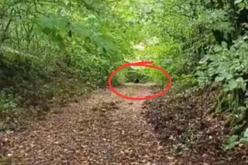 Ličanka snimila bliski susret s medvjedom: Ovako izgleda kad vam zvijer stane na put