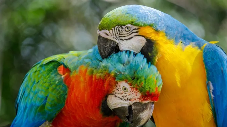 [KVIZ] Kakvo je tvoje znanje o papigama?