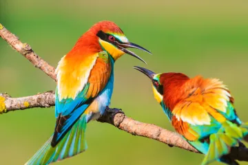 [KVIZ] Jesi li pravi znalac o pticama svijeta?