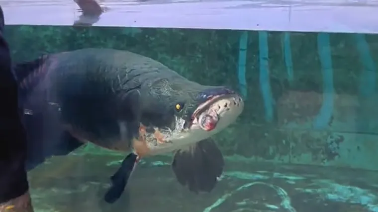 Sva je sreća da ove ribe ne napadaju ljude, no nakon ove snimke ipak vam neće biti nimalo svejedno