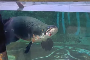 Sva je sreća da ove ribe ne napadaju ljude, no nakon ove snimke ipak vam neće biti nimalo svejedno