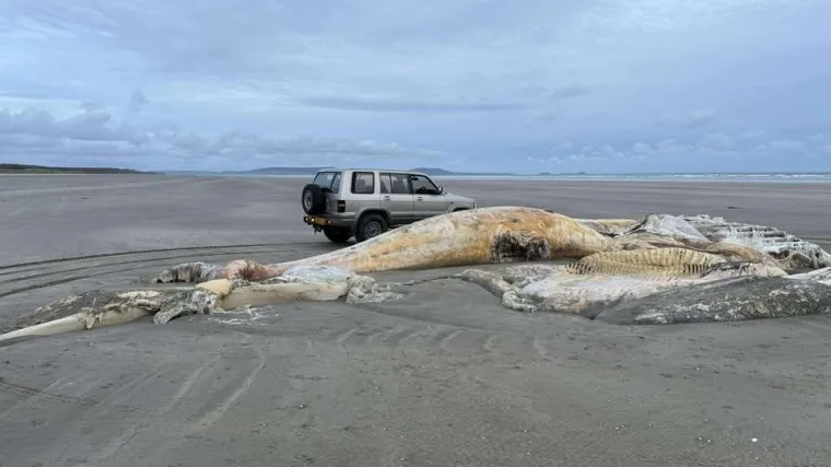 Leš misterioznog bića isplivao na poznatu plažu: Stanovnike i turiste šokirao prizor