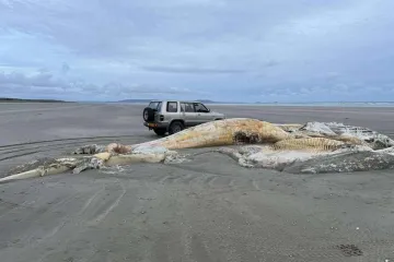 Leš misterioznog bića isplivao na poznatu plažu: Stanovnike i turiste šokirao prizor