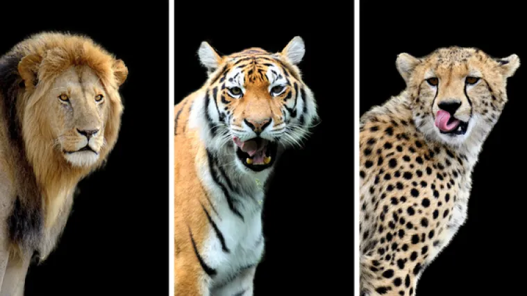 [KVIZ] Koliko znaš o velikim divljim mačkama?
