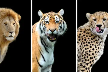 [KVIZ] Koliko znaš o velikim divljim mačkama?