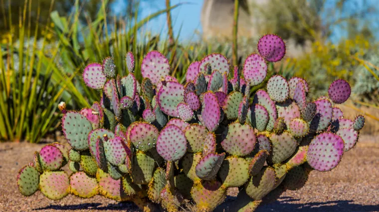[KVIZ] Koliko znaš o kaktusima?