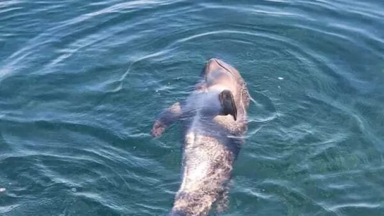 Ozlijeđeno mladunče dupina luta oko Lastova, veterinari bespomoćni: 'Ako ga spasimo, osuđen je na propast'