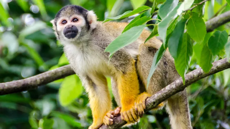 [KVIZ] Koliko znaš o majmunima?