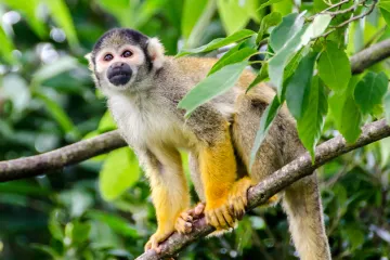 [KVIZ] Koliko znaš o majmunima?