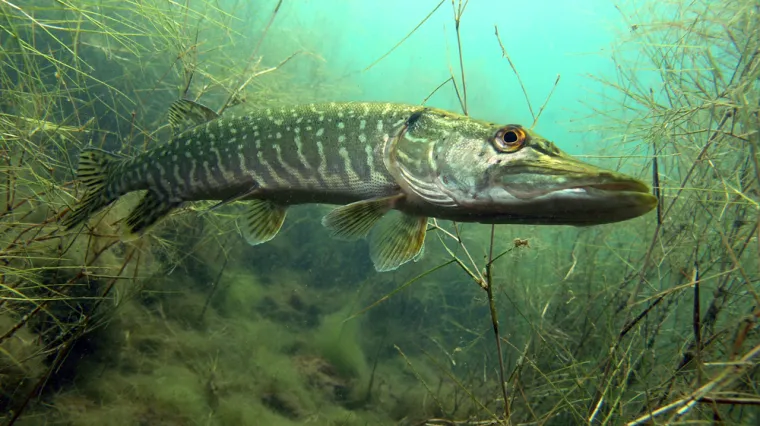 [KVIZ] Kakvo je tvoje znanje o slatkovodnim ribama?