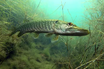 [KVIZ] Kakvo je tvoje znanje o slatkovodnim ribama?