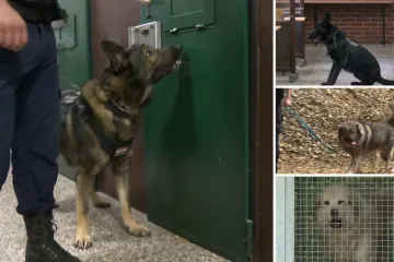 RTL Danas iza rešetaka jedne od najstrožih kaznionica u zemlji: Upoznajte Jokera, Gerryja i ostale njuške