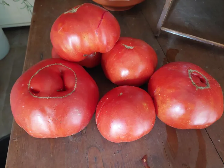 Satara&scaron; i &scaron;al&scaron;a, kraljice jeseni i provjereni recepti koje su znale i na&scaron;e bake!