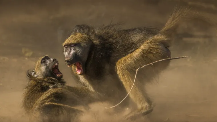 Majmuni oteli bebu: Kad su roditelji, otkrili - bilo je prekasno! Učinili su nezamislivo