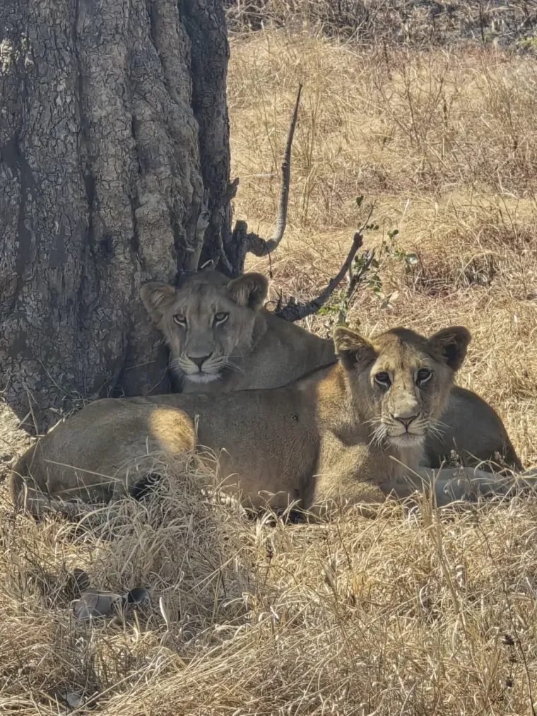Ines Goda Forjan u Zanzibaru: 'Hrana me oduševila, cijene su niske, a babun mi je skoro ukrao torbu'