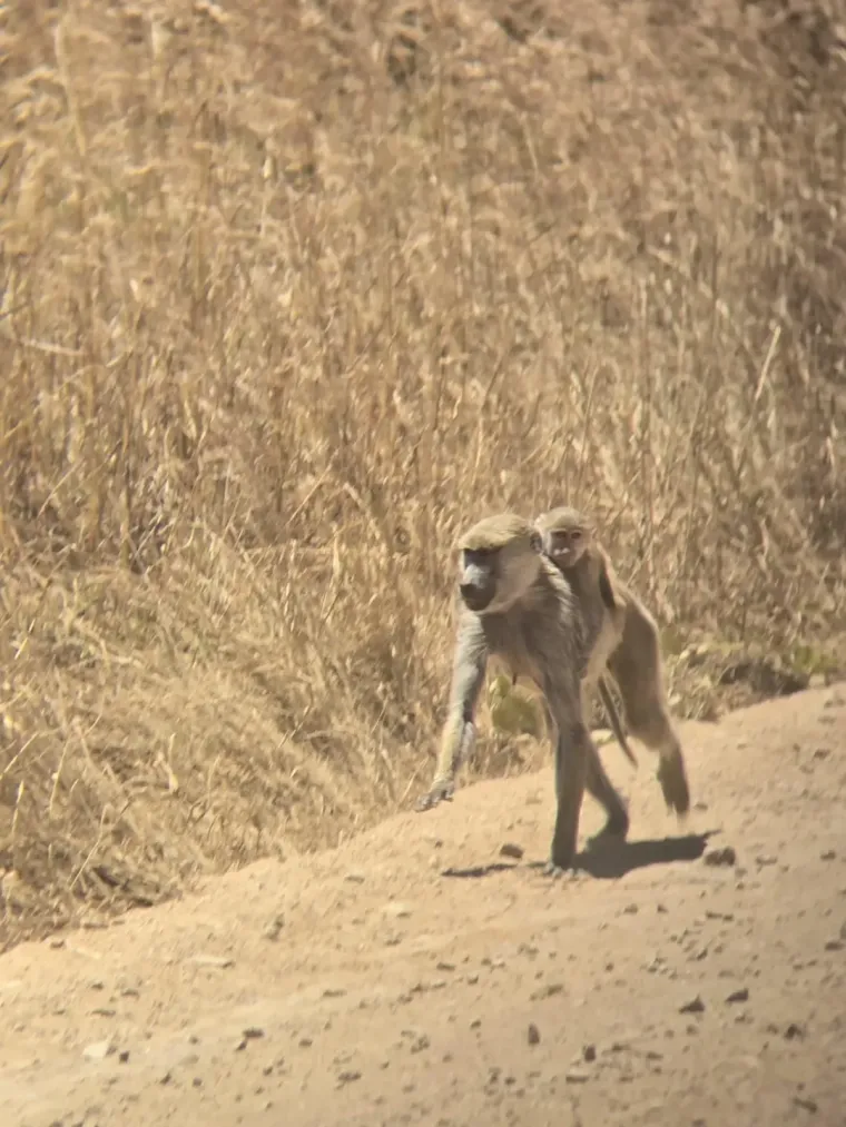 Ines Goda Forjan u Zanzibaru: 'Hrana me oduševila, cijene su niske, a babun mi je skoro ukrao torbu'