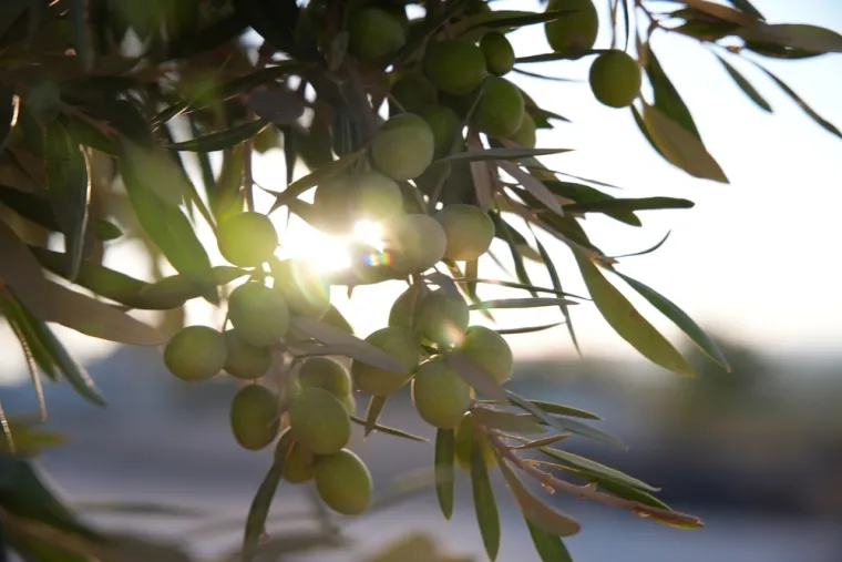 Ljekoviti napitak od lista stoljećima cijenjene biljke: Saveznik je zdravlja, ali nije za svakoga