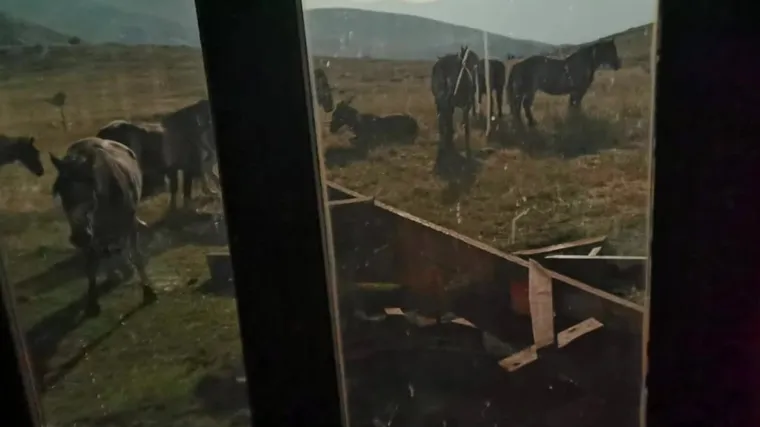 Konji terorizirali planinare, nakon besane noći dočekao ih strašan prizor: 'Agresivni su i grizu'