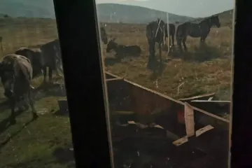 Konji terorizirali planinare, nakon besane noći dočekao ih strašan prizor: 'Agresivni su i grizu'