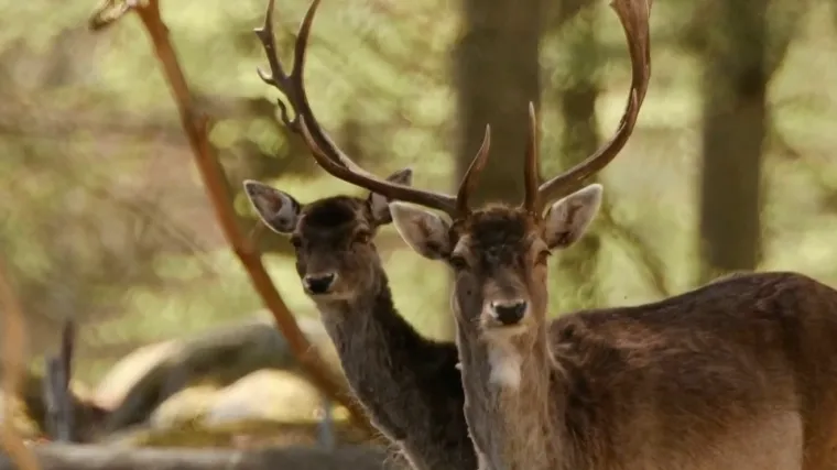 Kopački rit bruji od rike jelena: Hrana ih ne zanima, gladuju zbog jedne stvari