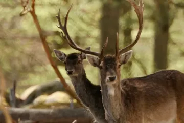 Kopački rit bruji od rike jelena: Hrana ih ne zanima, gladuju zbog jedne stvari
