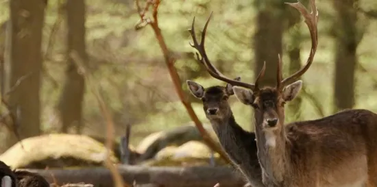 Sezona ljubavnog zova: Jeleni riču, hrana ih ne zanima, a posjetitelji oduševljeni