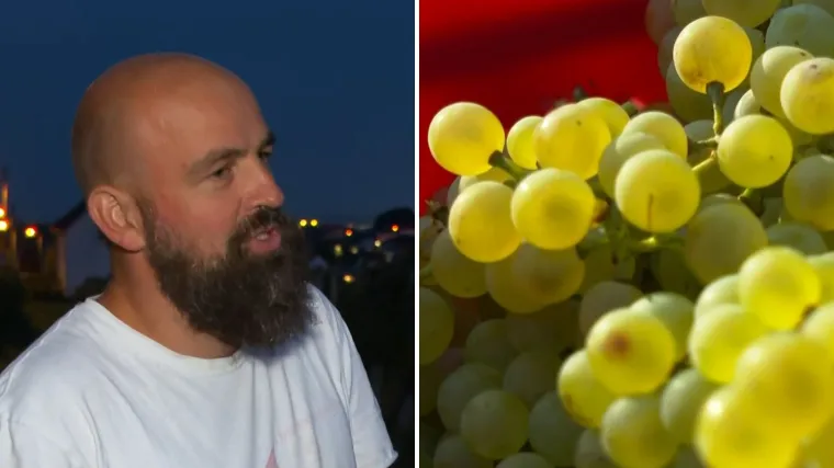 Vinograd u srcu Zagreba! Isusovci pozvali građane u berbu: 'Bit će to misno vino!'