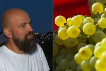 Vinograd u srcu Zagreba! Isusovci pozvali građane u berbu: 'Bit će to misno vino!'