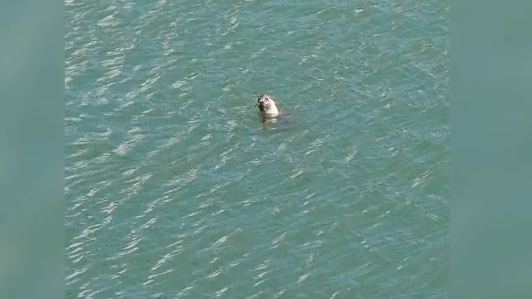 Nisu je vidjeli 40 godina u Neumu: Sad su snimili morskog čovika!