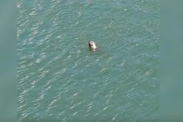 Nisu je vidjeli 40 godina u Neumu: Sad su snimili morskog čovika!