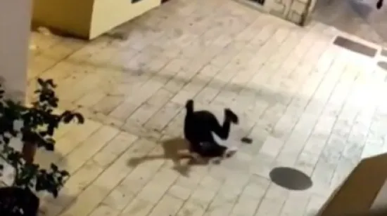 Hrvatska po uzoru na Zapad uvodi stroži zakon: Dosta je divljanja pijanih turista